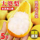 甘肅天水太婆梨香蕉梨當(dāng)季水果新鮮大頭梨茄梨現(xiàn)摘現(xiàn)發(fā)軟糯10斤 5斤