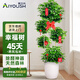 愛(ài)優(yōu)尚幸福樹(shù)盆栽客廳室內大型綠植辦公室喬遷新家綠寶凈化空氣源頭直發(fā)