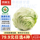 京鮮生&聽蔬 山東 有機綠甘藍450g凈重 圓白菜卷心菜 有機認證源頭直發(fā)