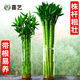 喜藝粗桿龍竹文昌竹觀(guān)音竹客廳室內水養水培植物花卉桌面竹子盆栽綠植 龍竹-50厘米-6支（旺人升官） 不含瓶