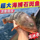 景雄新鮮石斑魚深海野生海魚石斑魚冷凍特大老虎斑紅口斑珍珠斑順豐 野生石斑魚4條/凈重351g-501g/條