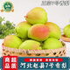南步河北香梨 新梨七號酥脆香甜古樹(shù)脆雪梨翠冠梨香酥梨新鮮孕婦水果 9斤 精選大果【單果150g+】