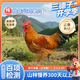 三德子好甄選壯年大公雞 凈重5.5-6.5斤 山地散養(yǎng)300天走地雞凈膛雞肉生鮮