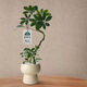行湘造型鴨腳木盆栽八方來(lái)財綠植 造型鴨腳木+奶油蘑菇陶瓷盆源頭直發(fā)