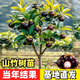 山竹樹苗廣西嶺南黃金山竹嫁接果樹苗庭院地栽南北方種植帶土帶葉 2年 黃金山竹 嫁接苗