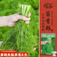 壽禾小茴香種子苗多茬農(nóng)家秋季種植四季蔬菜籽 濰豐濰常小茴香種子25g