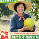 （預售）福建正宗度尾文旦柚老樹(shù)現摘現發(fā)時(shí)令柚子新鮮水果蜜柚 禮袋裝 6斤