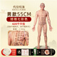 天琢媚中醫人體經(jīng)絡(luò )穴位模型針灸人體模型硅膠可扎針男女針灸練習 升級版55厘米男  實(shí)心硅膠仿真款七彩色經(jīng)絡(luò )