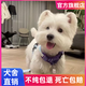 寵邁鑫西高地白梗幼犬軟毛剛毛純種西高地小狗雙血統(tǒng)家養(yǎng)寵物狗小體幼崽 血統(tǒng)級 西高地 公