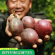 壽禾 百香果苗果樹(shù)苗黃金百香果當年結果南方種樹(shù)苗帶土苗四季水果苗 （約20cm）紫香百香果 1棵