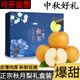 壹萌果蔬山東秋月梨新鮮采摘冰糖梨子禮盒當季水果甜現(xiàn)摘現(xiàn)發(fā)送禮佳品包郵 5斤精選果【單果250g+】凈4.5斤