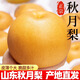 春福樂山東秋月梨 新鮮中秋水果禮盒現(xiàn)摘冰糖雪梨子當(dāng)季整箱中秋送禮 凈重4.5-5斤精選果【單果200g+】