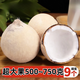 海南新鮮椰子牛奶椰白椰皇樹(shù)上熟椰寶椰青大果9個(gè)裝孕婦補羊水果 超大果6個(gè)裝牛奶椰皇【很劃算】 A級甄選果500g+