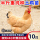 一斤土雞活苗批發(fā)農村散養(yǎng)半大三黃雞苗脫溫笨雞苗草雞苗小雞活苗 4-5兩重土雞苗  10只【3公7母】