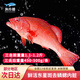 漁傳播 海南冰鮮三去東星斑凈含量450-500g/條 海鮮石斑魚(yú) 源頭直發(fā)