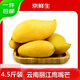 京鮮生 云南鷹嘴芒凈重4.5斤裝 單果200g+ 生鮮水果源頭直發(fā)