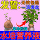 飚牌水培蔬菜營(yíng)養(yǎng)液紅番薯專(zhuān)用空中花園無(wú)土栽培荔枝文竹通用肥料 一瓶裝【快速發(fā)芽】