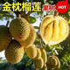 【當年結6-8個(gè)果】金枕盆栽榴蓮耐寒南北方皆宜金枕頭貓山王榴蓮 1.5cm(含)-2cm (不含) 高50cm 金枕榴蓮特大苗【當年可結果6-8顆】