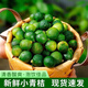 正宗海南小金桔新鮮香水小青檸檬小青桔青柑金橘皮薄多汁新鮮水果 1000g大果【單個8克起】維C補充