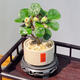 MPPMCK小盼菩提樹(shù)菩提帶果盆栽禪意桌面綠植好養室內植物辦公室花卉盆景 4-8果小盼菩提小喜陶瓷盆圓底座