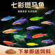 CRAZY PLANT斑馬魚魚苗熱帶觀賞魚小魚淡水耐活好養(yǎng)孔雀魚活魚小型七彩草金魚 七彩斑馬隨機8條 1.5-2.5CM