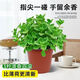 御春閣 室內(nèi)盆栽花卉 碰碰香苗 一碰就香花草 碰碰香香多肉植物一抹香 碰碰香1盆(含簡(jiǎn)易盆)