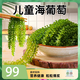 骉祥兒童海葡萄即食小孩吃的零食新鮮海草海藻裙帶菜海帶干貨海菜e 海葡萄*1包