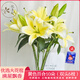 悅多彩AB級優(yōu)質(zhì)香水百合 家庭辦公室各色生活鮮花 昆明基地 現采直發(fā) 黃色百合10朵（雙頭5枝）