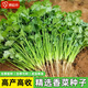 原起點(diǎn)四季香菜種子苗小葉陽(yáng)臺種菜秋冬蔬菜盆栽大葉種籽孑菜籽種大全 (精選良種)小葉香菜20g×1袋