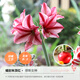 虹越（HONGYUE）蠟封朱頂紅裸球進(jìn)口大球居家辦公擺放裝飾易養護種球花 【禮盒簡(jiǎn)裝·大球】繆斯女神（36/38）