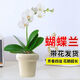泰西絲帶花蝴蝶蘭花卉綠植 A級白色系蝴蝶蘭+奶油8810號陶瓷盆源頭直發(fā)