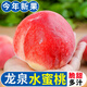 現摘現發(fā)正宗龍泉水蜜桃新鮮現摘水果整箱當季軟桃子整箱孕婦毛桃 5斤 精選裝丨60-70mm