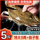 海澤鮮 舟山梭子蟹當(dāng)季鮮活 液氮瞬凍大規(guī)格梭子蟹冰鮮活凍大螃蟹 【9兩+/只】 5斤 凈重 個(gè)大肉多