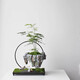 OEMG文竹辦公室桌面客廳室內(nèi)花卉植物玄關盆栽綠植盆景擺件創(chuàng)意 懸空文竹