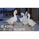 鵝活苗幼苗小鵝仔三花鵝四季鵝產(chǎn)蛋鵝皖西大白鵝雜交鵝活體 獅頭鵝苗/長(cháng)20-25斤 請拍6只
