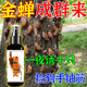 抓知了捕捉器戶(hù)外捕捉金蟬引金蟬出土神器成群來(lái)金蟬專(zhuān)用藥誘蟬水 1瓶【試用裝】