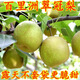 【順豐】百里洲砂梨翠冠梨脆甜湖北宜昌青皮梨子新鮮黃花梨翠玉梨 翠冠梨 5斤大果【普快】