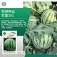 京農研西瓜甜瓜種子8424麒麟甜王無(wú)籽京欣西瓜大興L600超甜彩瓤小西瓜 京嘉301 10克