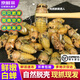 百味殿金蟬知了猴25年新鮮活速凍山東野生大金蟬爬叉候龜特產(chǎn)中秋送禮 超大號白蟬【高營(yíng)養】100只