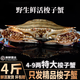 【鮮活發(fā)貨】舟山鮮活東海精品野生梭子蟹大螃蟹飛蟹海蟹產(chǎn)地直發(fā) 4斤裝公蟹【5-6只】（鮮活打氧發(fā)貨）