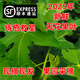 順豐新鮮無(wú)花果葉子中草藥無(wú)花果鮮葉現摘現發(fā)熏洗緩解痔瘡除濕qi 新鮮無(wú)花果葉2斤