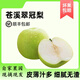 果農(nóng)俠四川蒼溪翠冠梨青皮梨現(xiàn)摘應(yīng)季水果新鮮酥脆多汁果園 大果5斤【普通快遞】