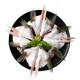 泰明揚(yáng)三去開背海鱸魚（去鱗去腮去內(nèi)臟）新鮮冷凍鱸魚 海鮮魚類 鱸魚翅1250g【250g*5包】