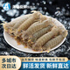 海蘊(yùn)極鮮【活鮮】鮮活皮皮蝦 新鮮蝦爬子瀨尿蝦爬爬蝦燒烤食材 1000g(凈重)  （24-30只左右）