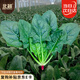 北蔬 大葉菠菜種子種苗紅根秋四季蔬菜種籽 卓脆紅根大葉菠菜種子10g