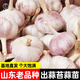 大禹大蒜種子老品種蒜頭出蒜苔蒜苗紫皮山東紅皮香蒜大祘頭批發(fā)秋播 紅皮大蒜種子5斤 出蒜苔蒜苗