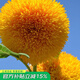 壽禾 觀(guān)賞向日葵種子盆栽種植矮生多頭秋冬季太陽(yáng)花花籽花葵花種 （毛絨感）玩具熊向日葵種子 10g