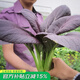 壽禾油菜種子矮腳上海青梗菜蔬菜小白菜快菜秋季壽光蔬種籽四季青菜 紫油菜種子10g