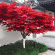 御春閣日本紅楓樹(shù)苗苗日本紅楓苗紅舞姬四季嫁接紅楓盆景盆栽庭院苗木 日本紅楓1公分（帶土球）