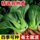 花沃里高產(chǎn)油菜種子蔬菜種子油菜籽上海青耐熱抗寒四季種植蘇州青種子 蘇州青油菜約20g*1包